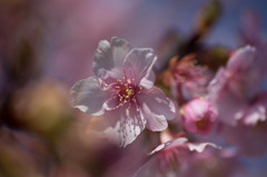 桜咲く