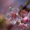 桜咲く