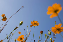 cosmos