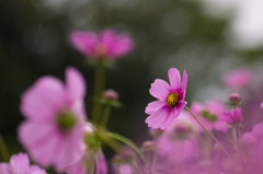 秋桜舞う