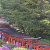 続く鳥居