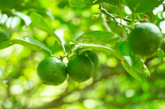 YUZU