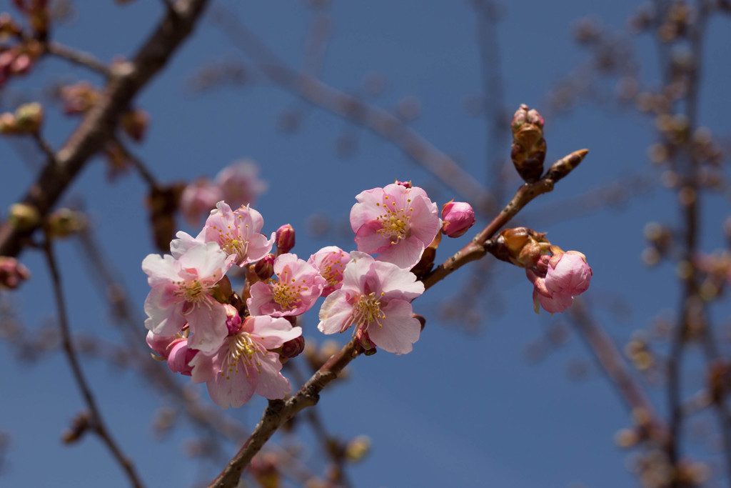 ＳＡＫＵＲＡ