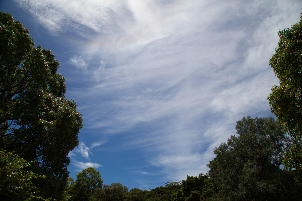森の青空