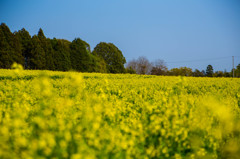 菜の花