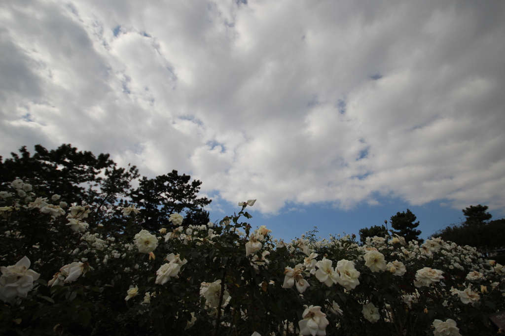 薔薇と雲