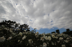 薔薇と雲