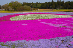 芝桜