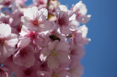 蜂も桜のスイーツ好きでしょ？