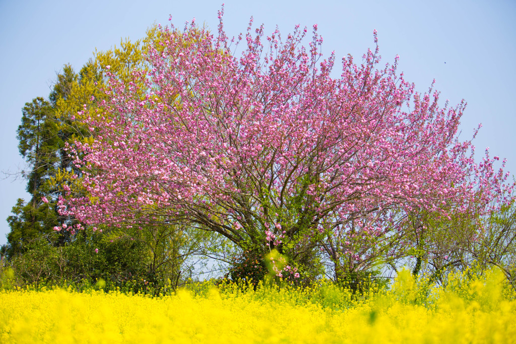 野に咲く一本桜