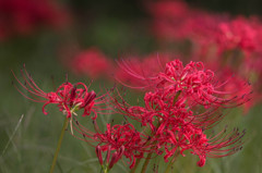 天上の花