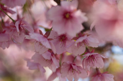 別れの桜