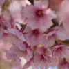 別れの桜