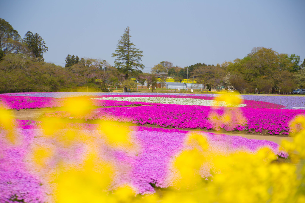 春の色合い