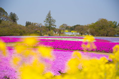 春の色合い