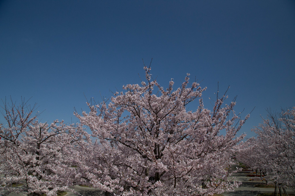 空と桜