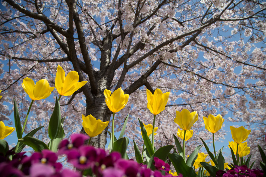 黄色の花が大好きなんです。