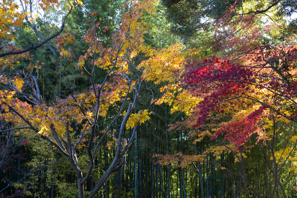 竹と紅葉