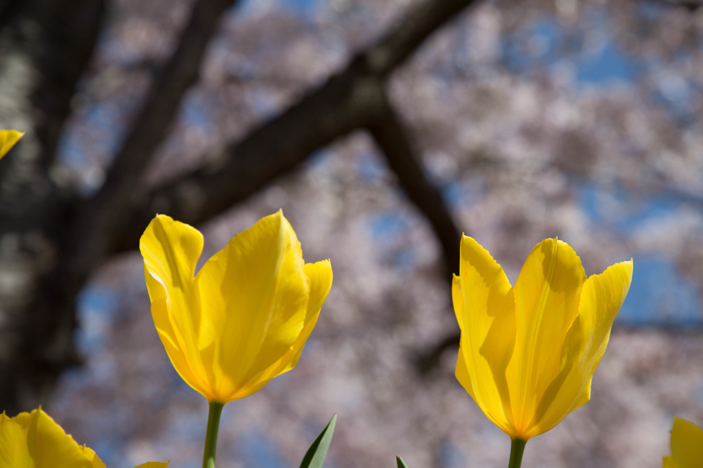 見上げると桜。