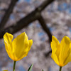 見上げると桜。