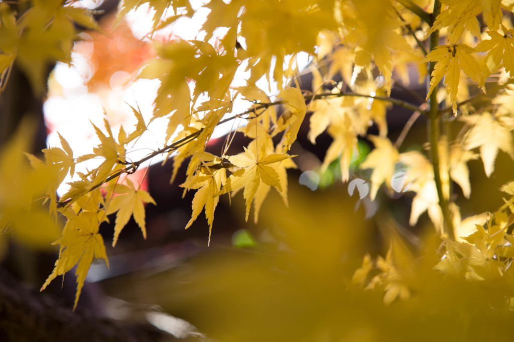 輝く紅葉