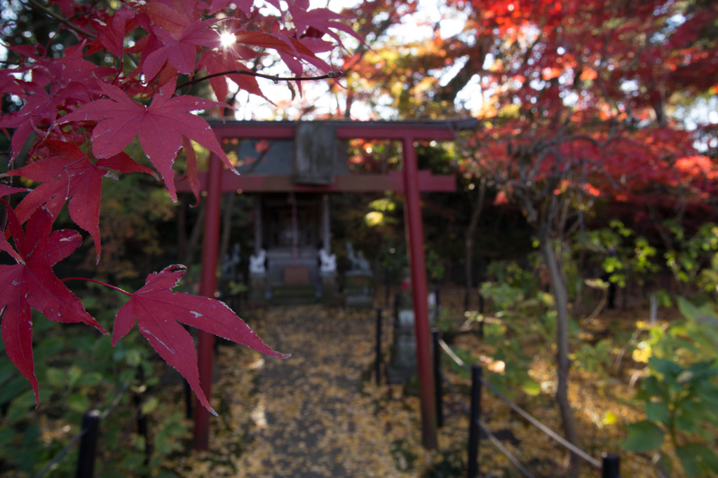 鳥居の赤と紅葉の赤
