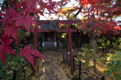 鳥居の赤と紅葉の赤