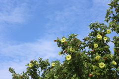 青い空と黄色の花