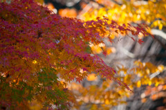 紅葉って綺麗と思うような年齢かな。