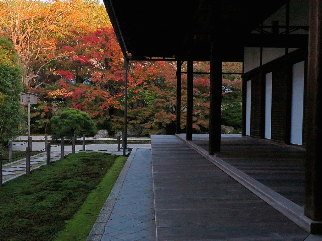 京都 天授庵 もみじ