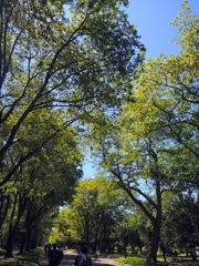 札幌 新緑の通学路