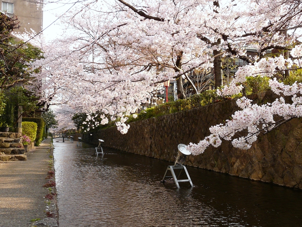 京都 木屋町 さくら