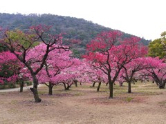 高松 栗林公園 北梅園にて