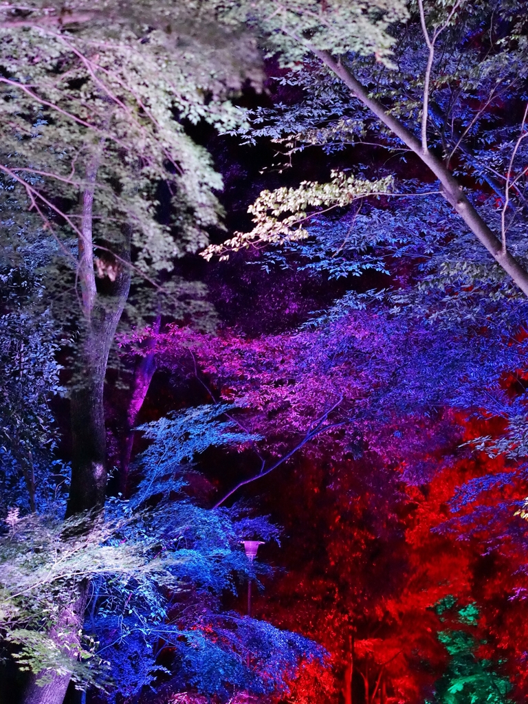 京都 下鴨神社 光の祭典