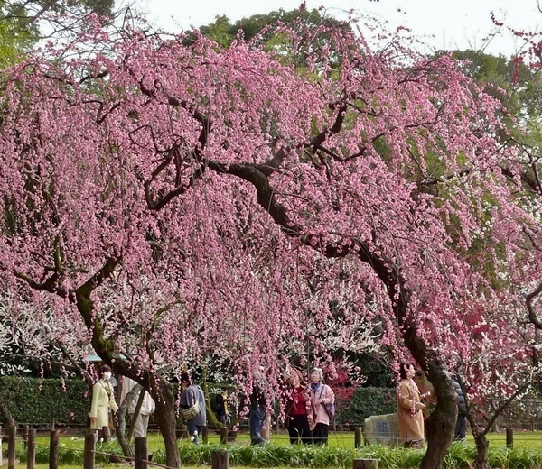 岡山 後楽園 梅の盛宴-2