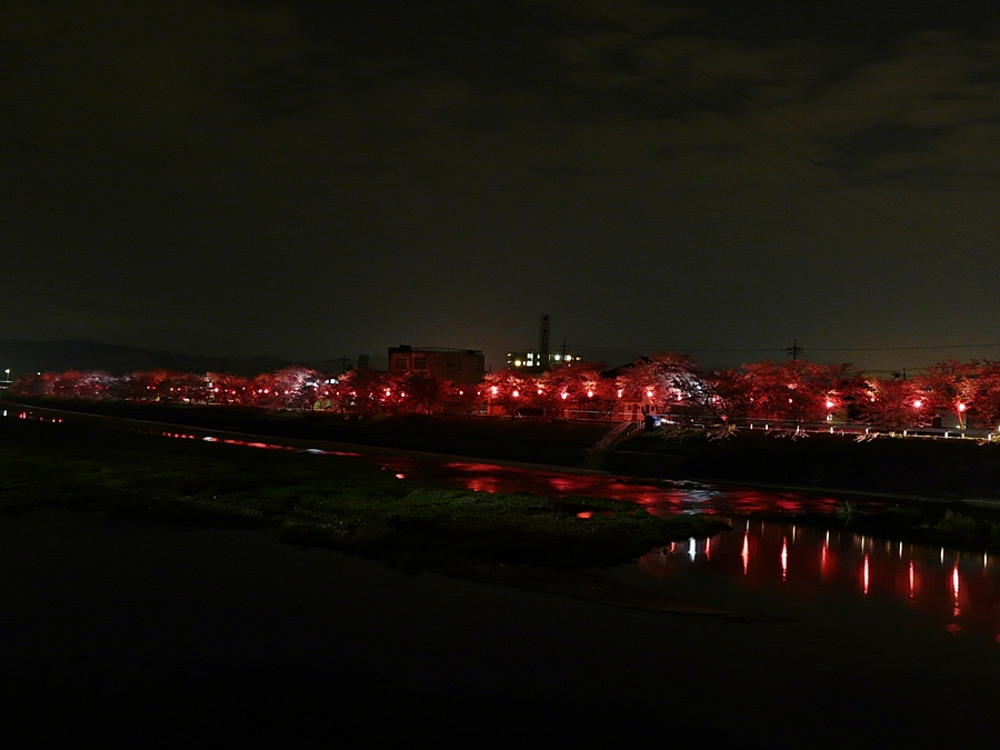 岡山 井原 夜桜