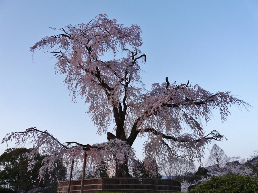 京都 円山公園 桜