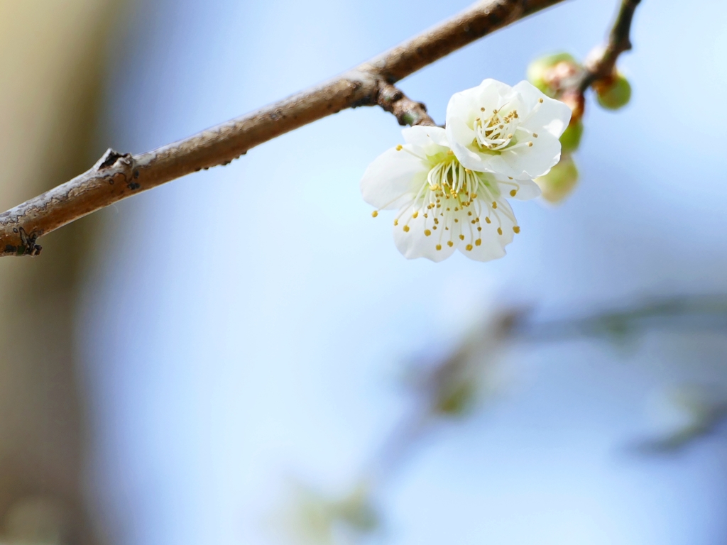 京都 北野天満宮 春の匂い