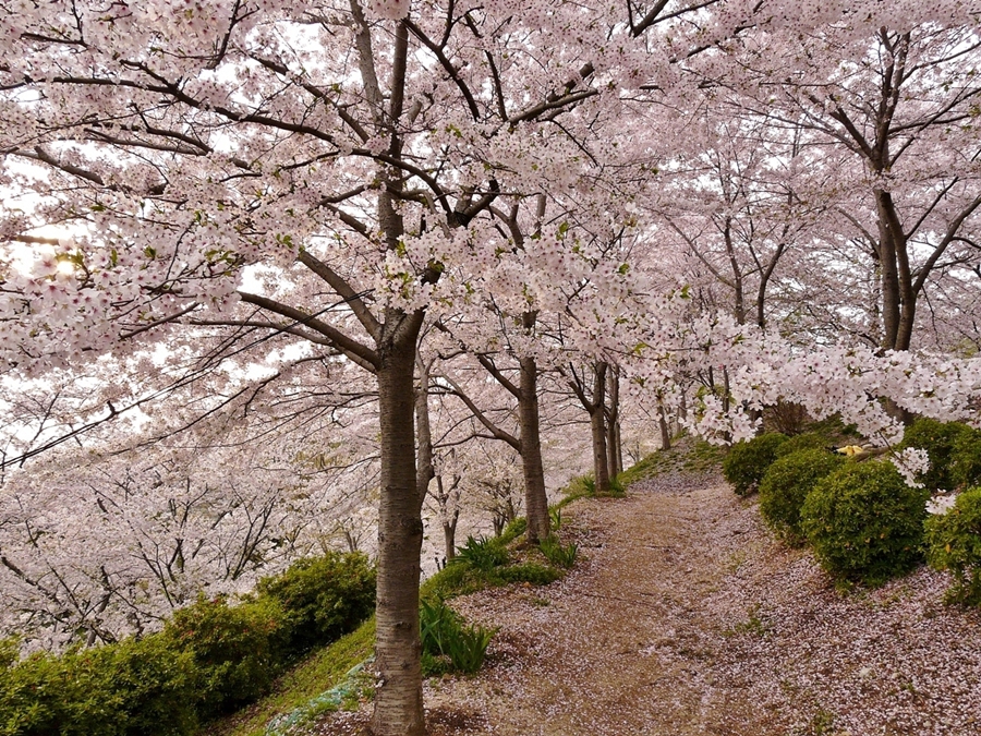 岡山 半田山 桜物語