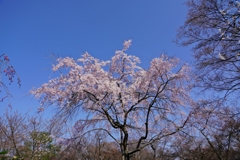 京都 将軍塚青龍殿 しだれ桜