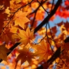 北海道 紅葉