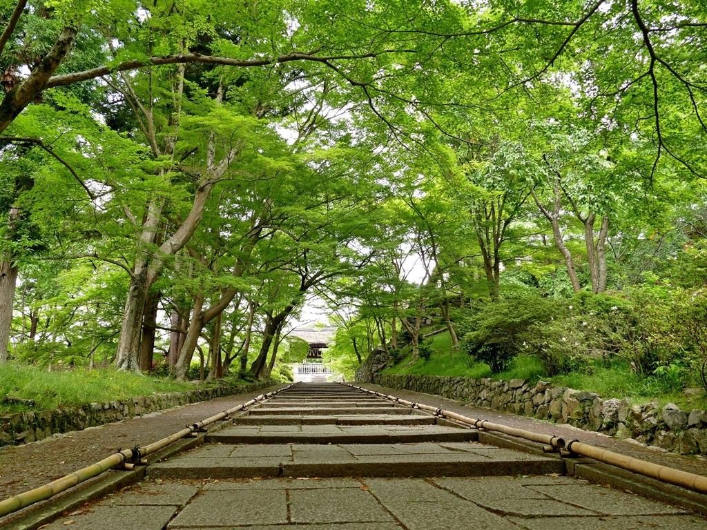 京都 毘沙門天堂 新緑の参道