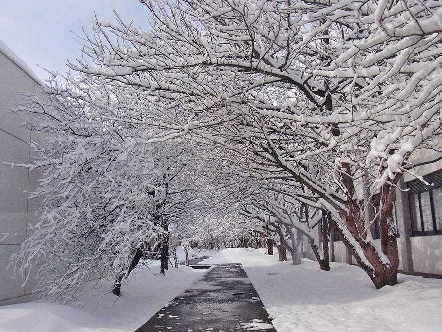 雪、桜の道