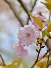 京都 平野神社 桜