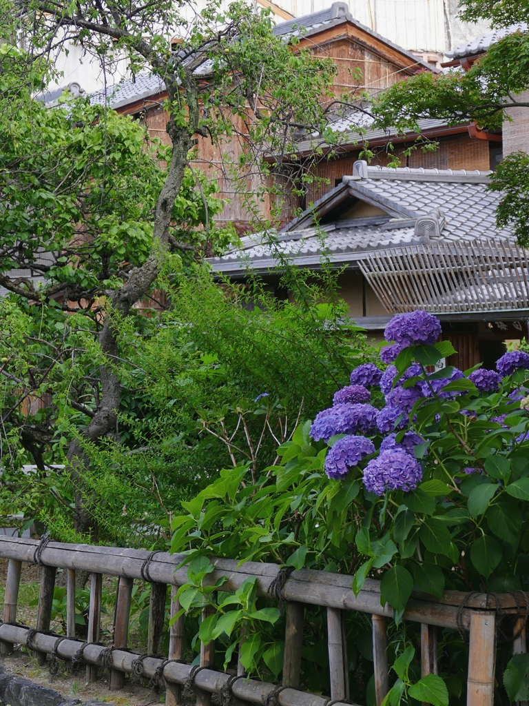 京都 祇園白川 紫の雅