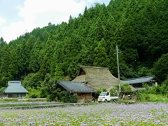 京都　久多　友禅菊の里