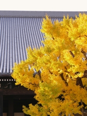 京都 西本願寺 秋風情