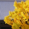 京都 西本願寺 秋風情