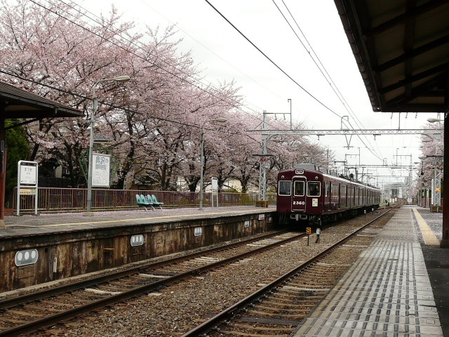 京都 阪急電車とさくら