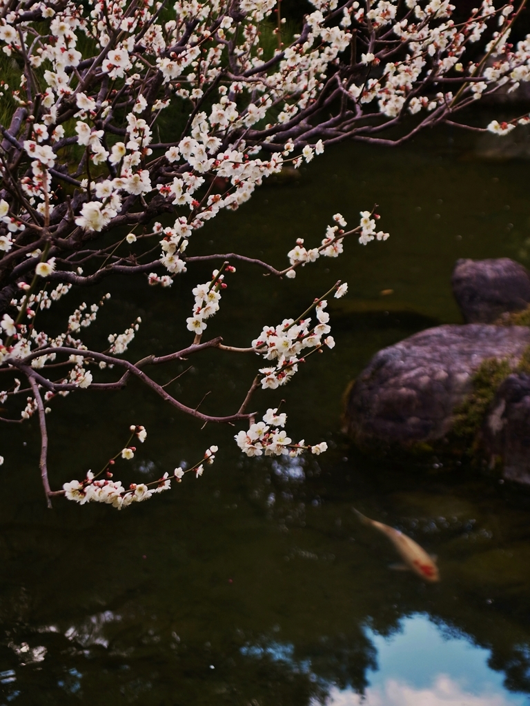 京都 城南宮 庭園の春意